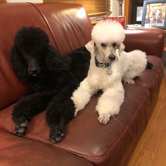 🌻Meet your Posher, Sammy - Picture 10 of 16